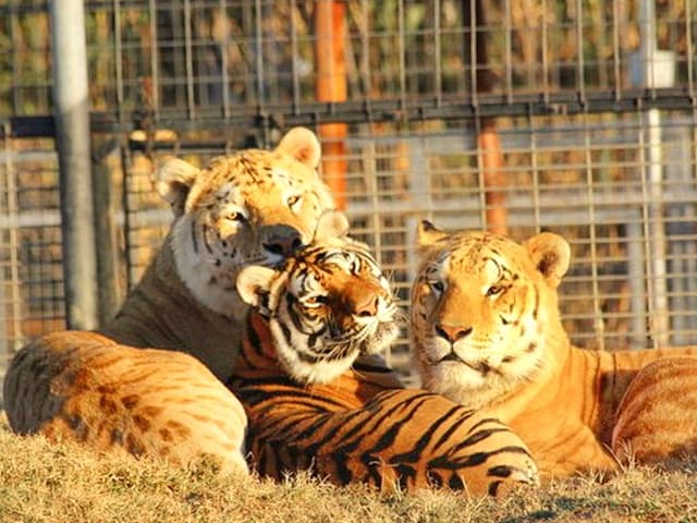 Tiliger cub growth rate. They have a faster growth rate than a lion or a tiger.