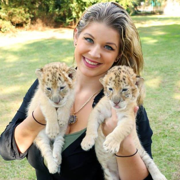 The fur color of the white liger cubs is not as much whit as that of the white lion or white tiger.