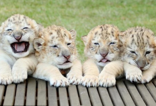 The names of white liger cubs are Odlin, Yeti, Samson and Apolo.