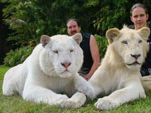 Parents of the white liger cubs i.e., white lion and white tigress.