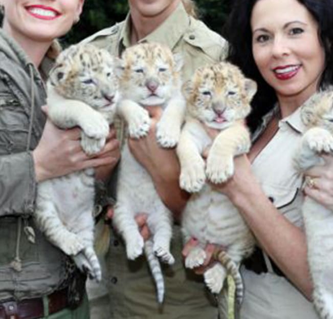 White liger cubs born to a white lion and a white tigress.