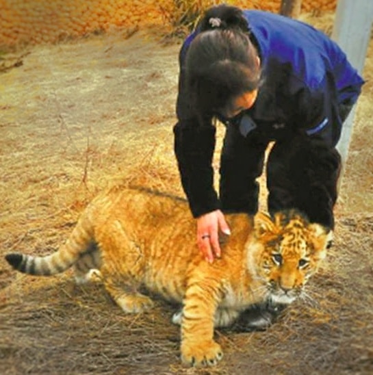 C-Section rumors about liger cubs are spread by Animal Rights Activists.