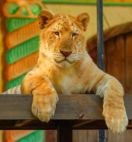 Genetically liger cubs have equal numbers of chromosomes.