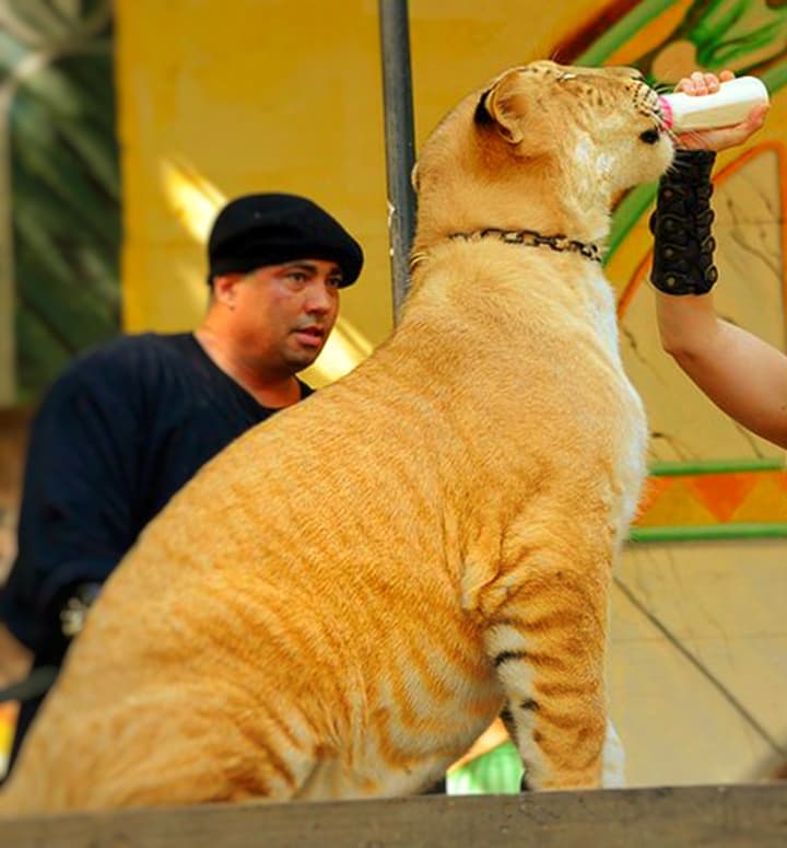 Genetically, liger cubs have a very fast growth rate.