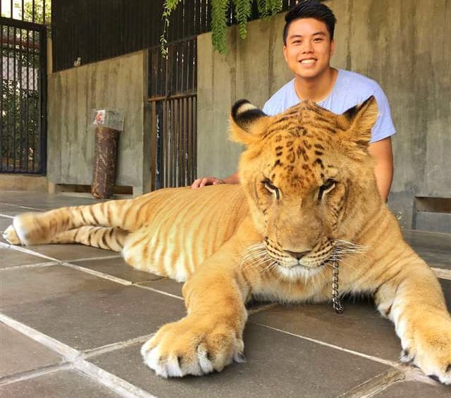 Genetic Trait inheritance of the liger cubs comprises of lion's physical traits and tiger's physical traits.