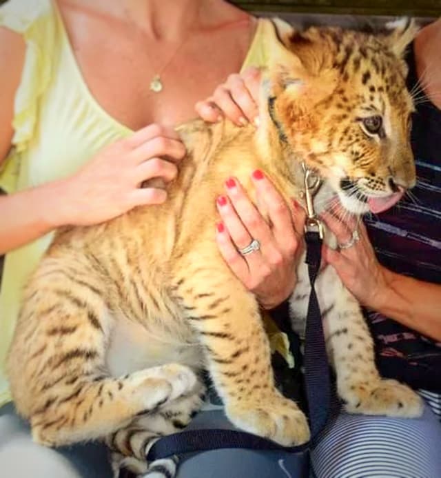 Liger cubs are genetically hybrid.