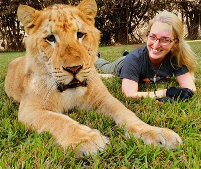 The survival rate of the liger cubs is also very high.