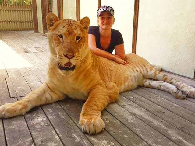 Liger cub with China York