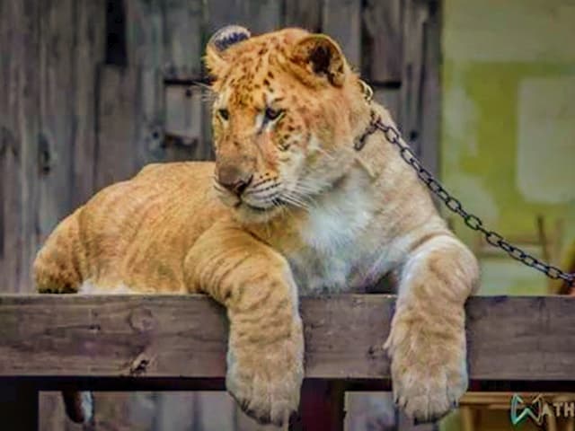 Liger cubs have a faster growth rate than the growth rate of the other big cats.