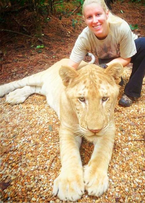 Genetically liger cubs have 38 chromosomes.