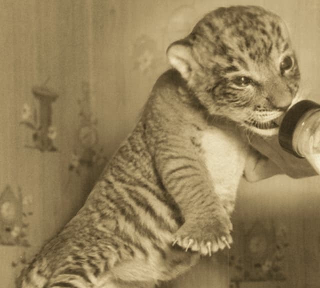 Liger cub Shasta