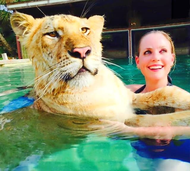 Liger cubs love swimming