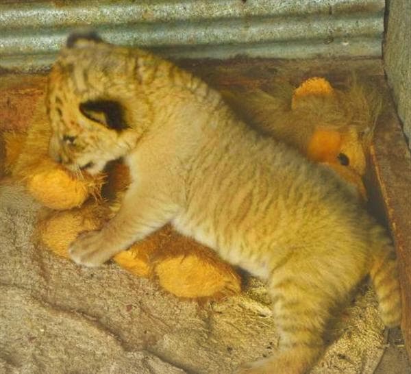 Liger Cubs have the fastest growth rate than any other big cat.