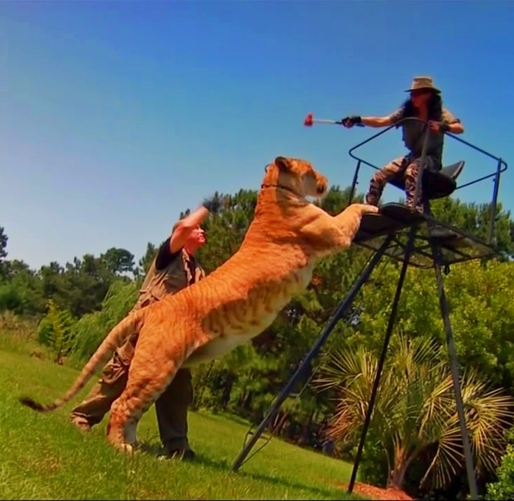 Liger cubs reach growth maturity during the fourth year of their life