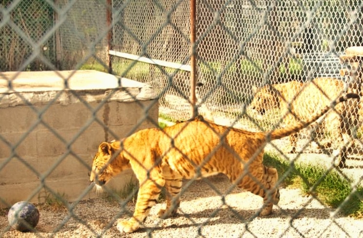 Liger Cubs growth rate starts to increase further after 3 to 4 months.