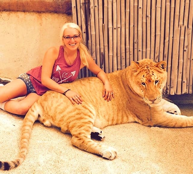 Growth of Liger cubs during the second year is at maximum i.e., more than 1 pound per day.