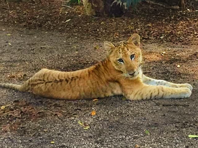 Liger cubs have low mortality rate.