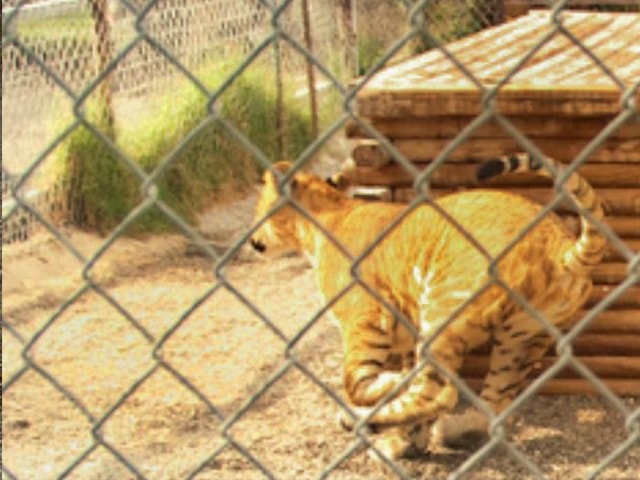 Mortality rate about liger cubs is nothing more than a myth.