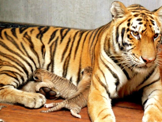 Survival rate of the liger cubs at Hainan Tropical Wildlife Park in China.