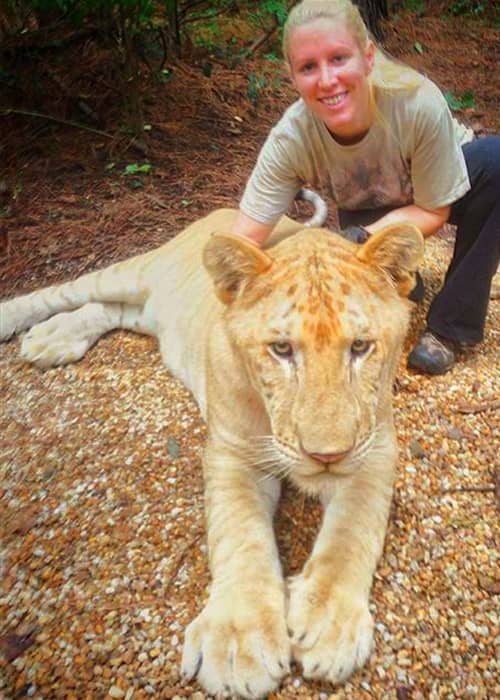 Mortality rate of the liger cubs is very low at Myrtle Beach Safari.