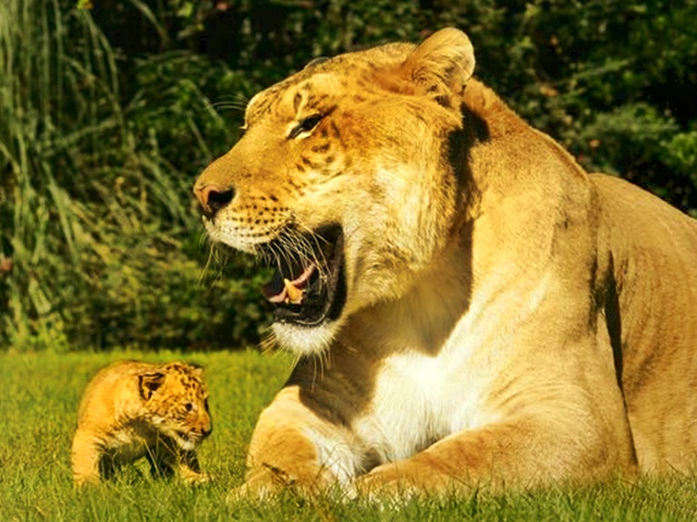 Liger cub Aries at Myrtle Beach Safari, South Carolina, USA.