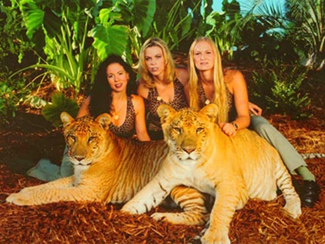 Liger cubs Zeus and Hercules at Myrtle Beach Safari, South Carolina.