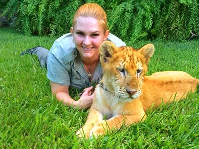 Zero mortality rate of the liger cubs at Myrtle Beach Safari, South Carolina, USA.