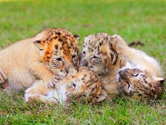 White Liger cubs at Myrtle Beach Safari, South Carolina, USA.