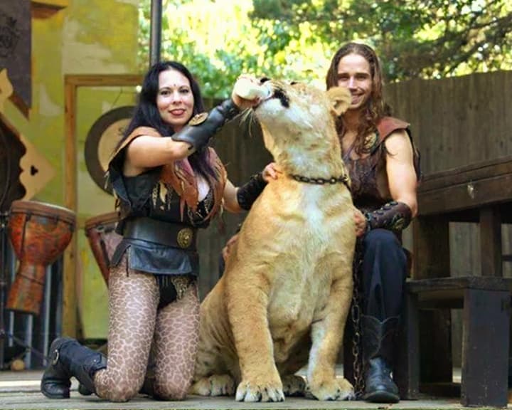 Rajani Ferrante feeding milk to a liger cub at King Richard's Faire.