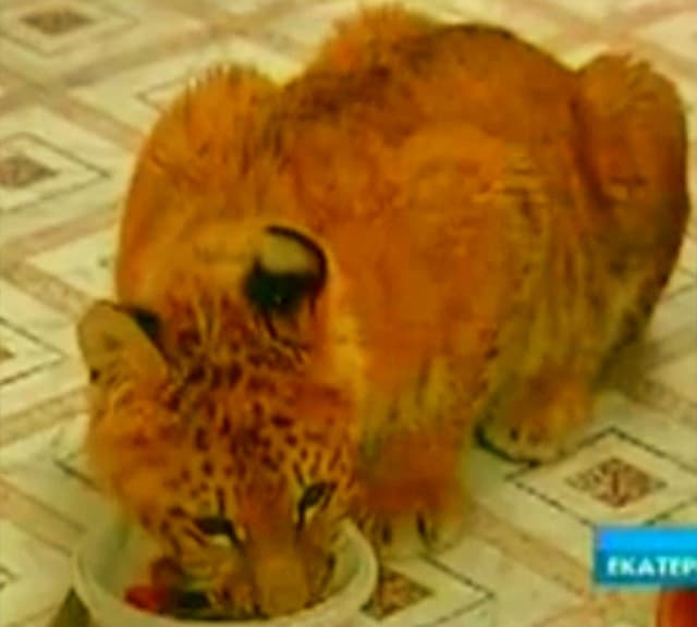 Liger cub at roaming across flats in Russia.