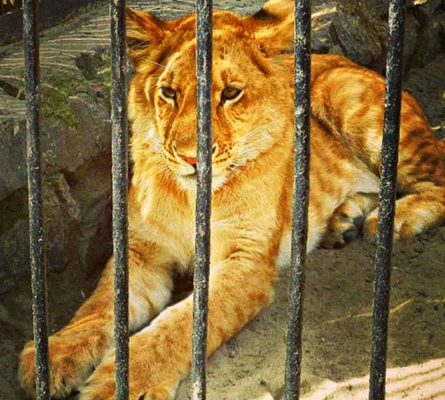 Liger cub at a Russian Zoo