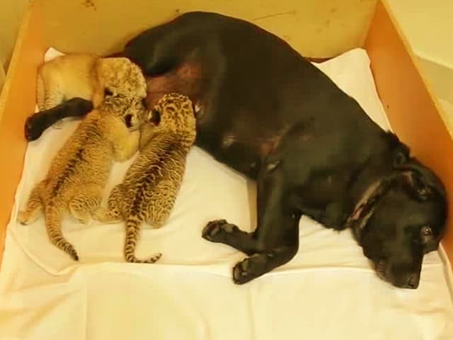 Liliger cubs adopted and fed milk by labrador dog in Russia.