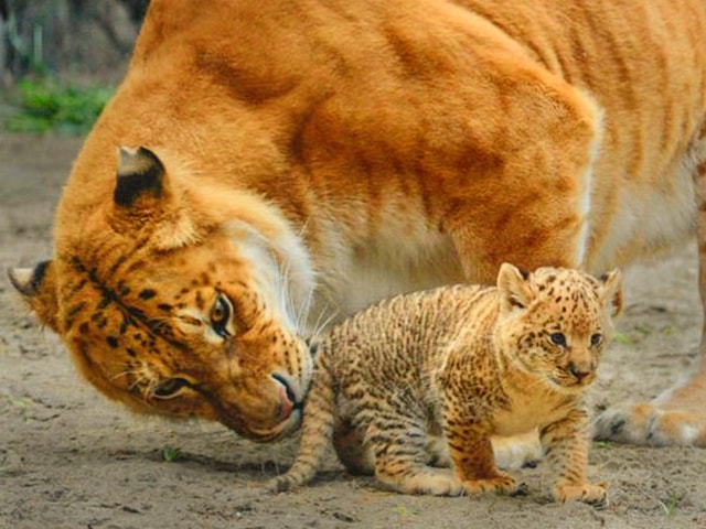 A Liliger cub at Novosibirsk Zoo in Russia.