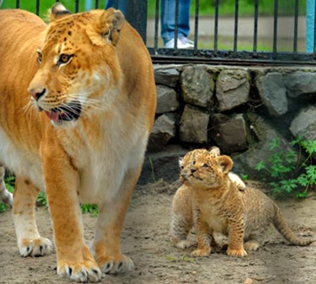 Litter of Liliger cubs in Russia.