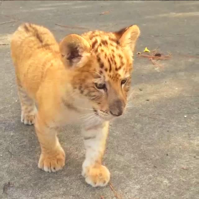 Liger cubs and lion cubs are both equal in size and weight at the time of their birth.