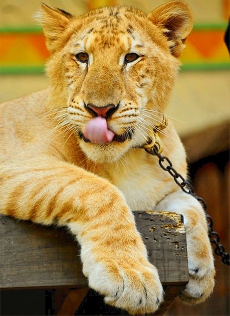 Liger cubs and lion cubs have identical facial markings.