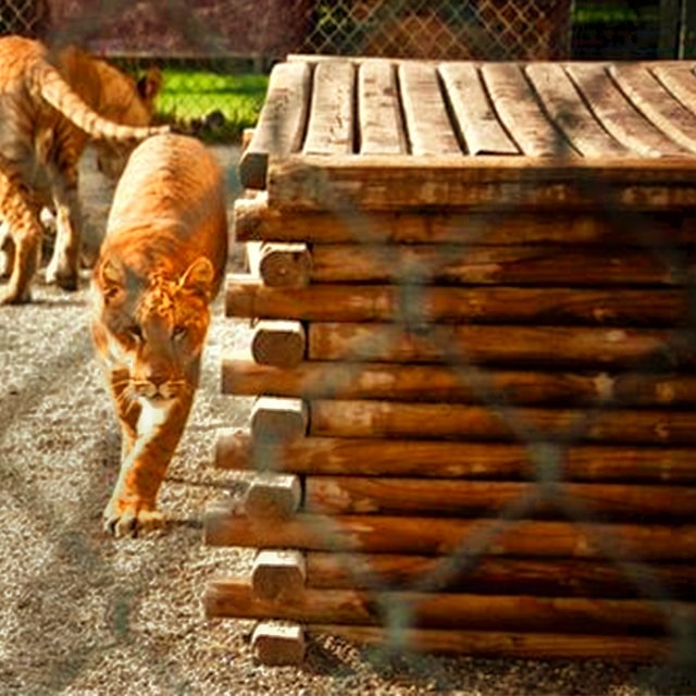 Liger cubs and lion cubs have similar survival rate in capitivity.