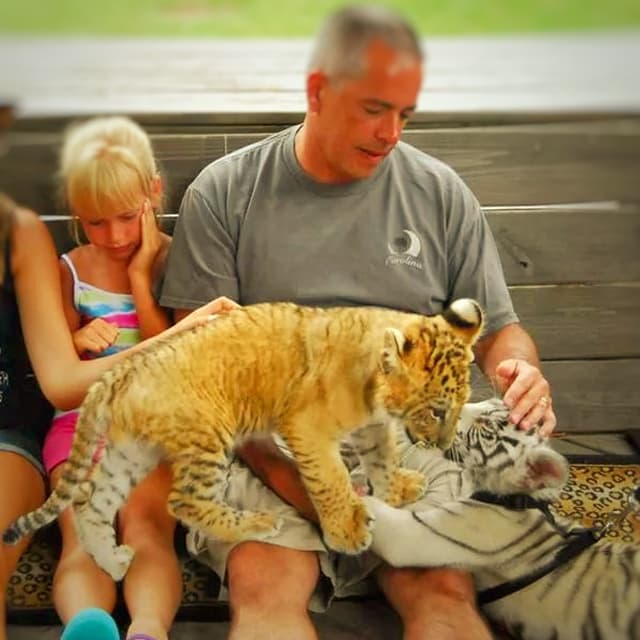 Liger cubs have behavioral myths.