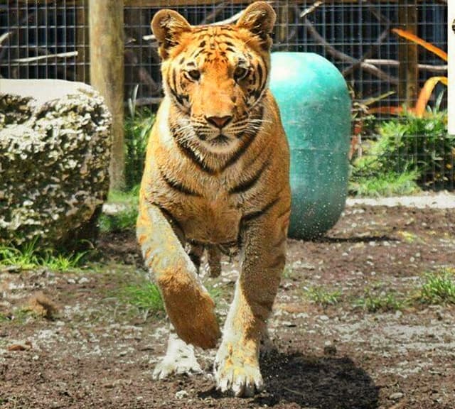 Tiliger cub at zoological wildlife Foundation in Miami.