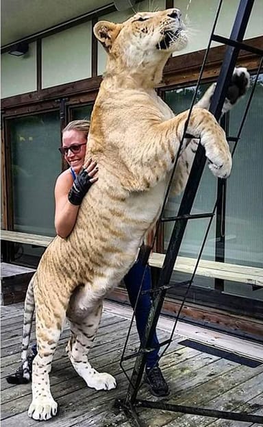 White liger cubs will grow up to become bigger in size.